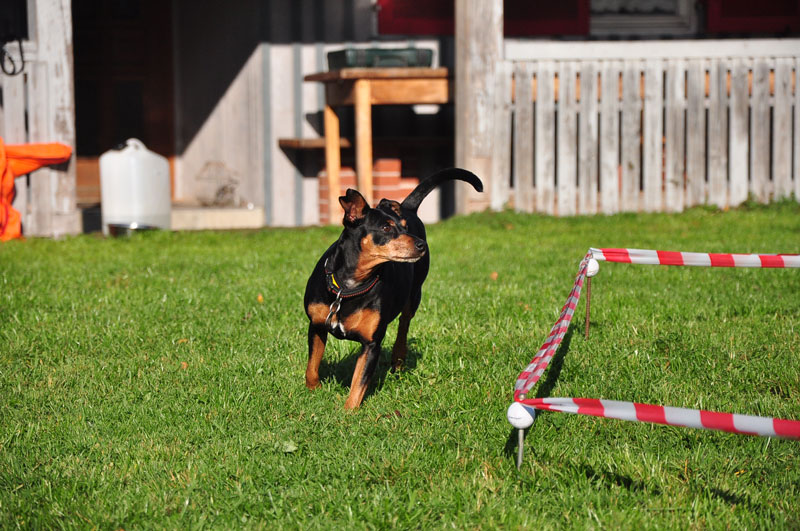 Hundeschule in Vorarlberg, Hunde Elite - Hund im Longiertraining