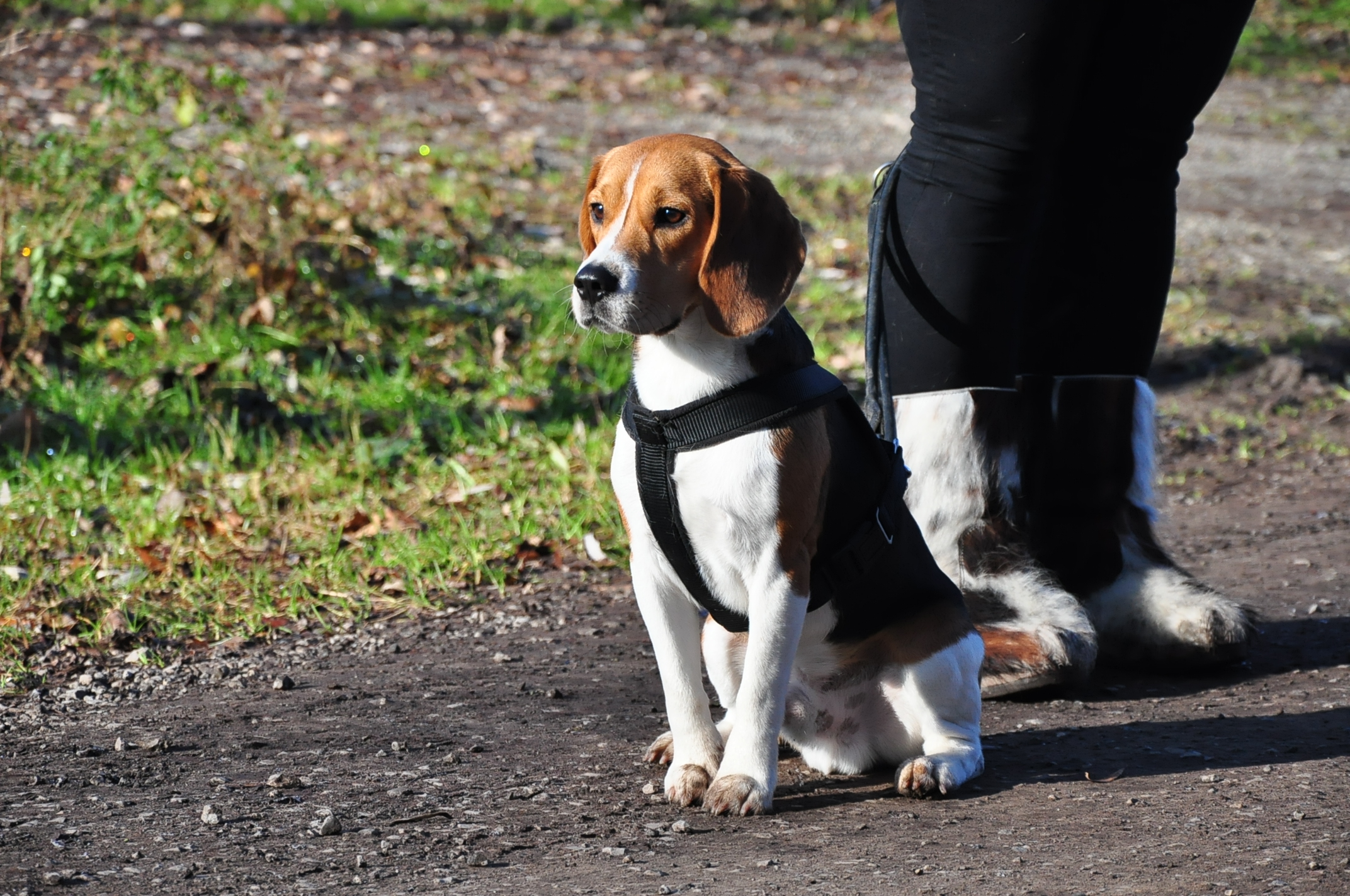 Hundeschule Vorarlberg, Karin Hartmann - Hund mit Trainer